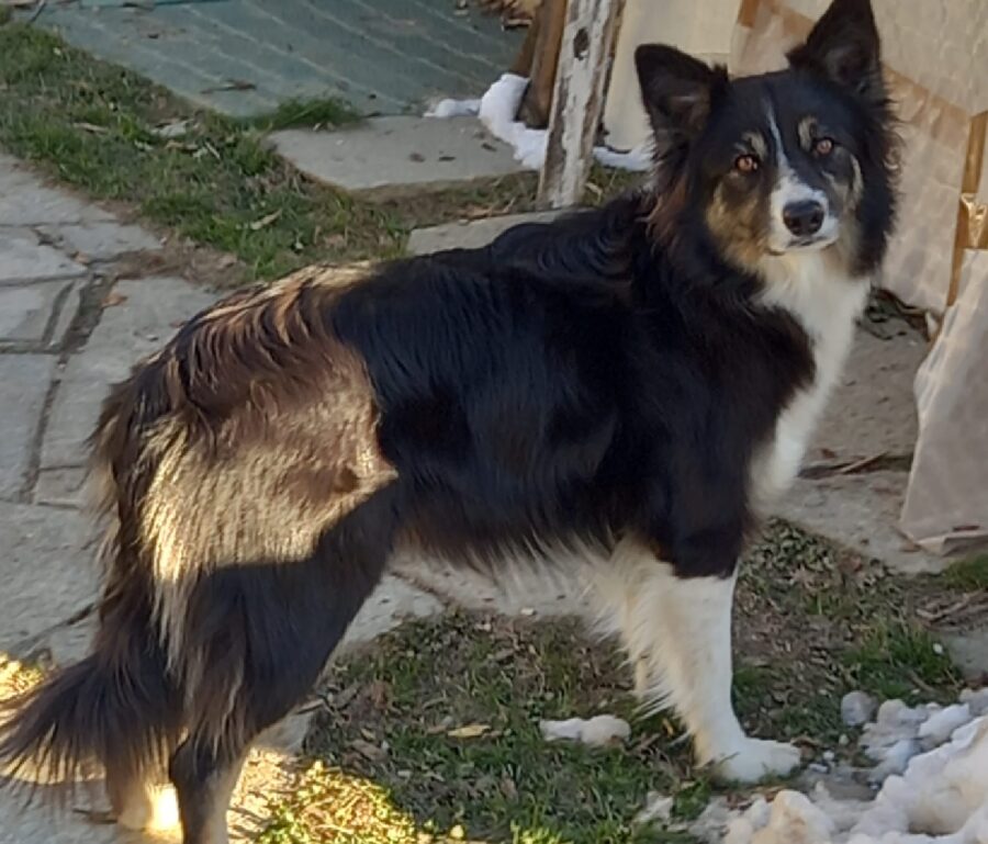 cagnolino pelo tricolore folto