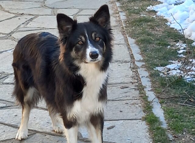 Bagnolo Piemonte, denunciata la scomparsa di Zaffy, si cerca con fermezza questa Border Collie