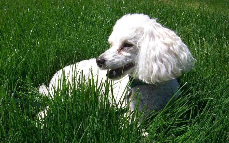 barboncino o poodle sul prato