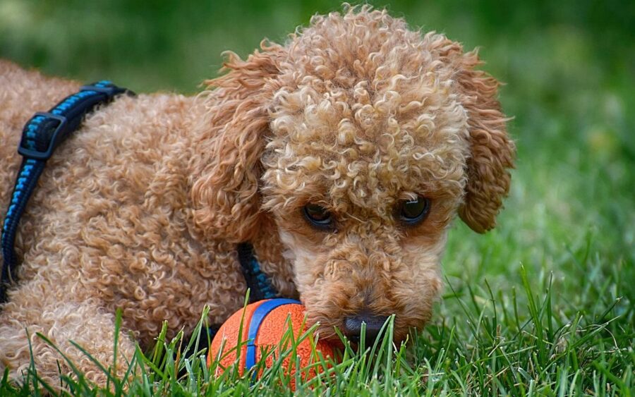 cagnolino che gioca con la pallina