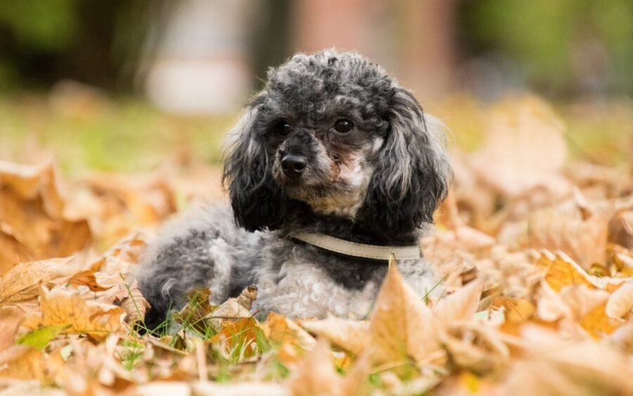 barbone toy tra le foglie