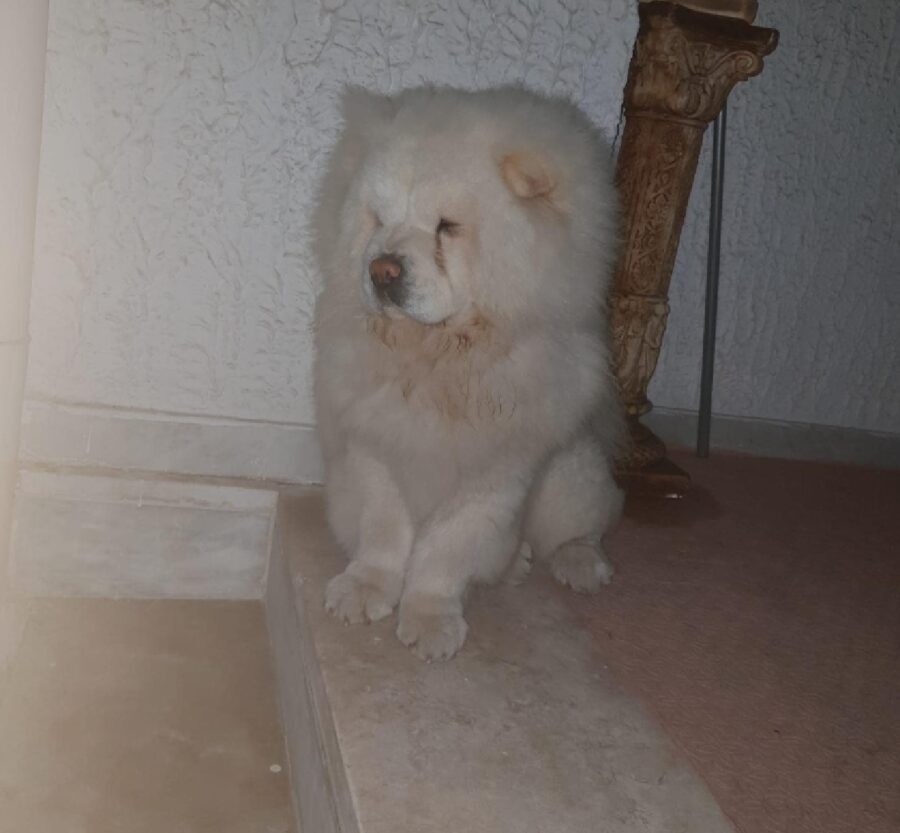 cane rocky chow chow senza collare