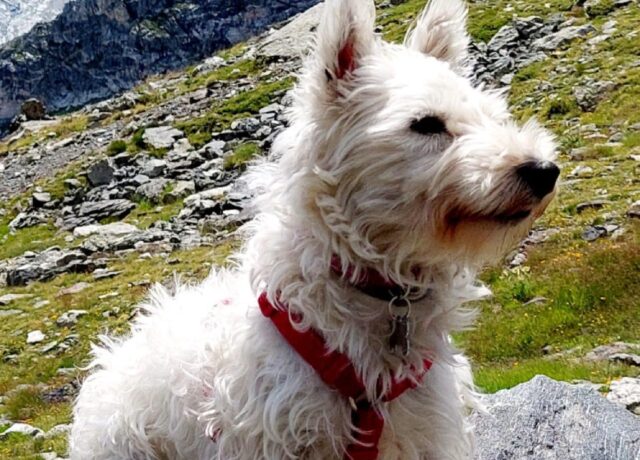 Barni, una cagnolina di razza Westie scompare senza lasciare tracce, si cerca da giorni la piccola Nessi