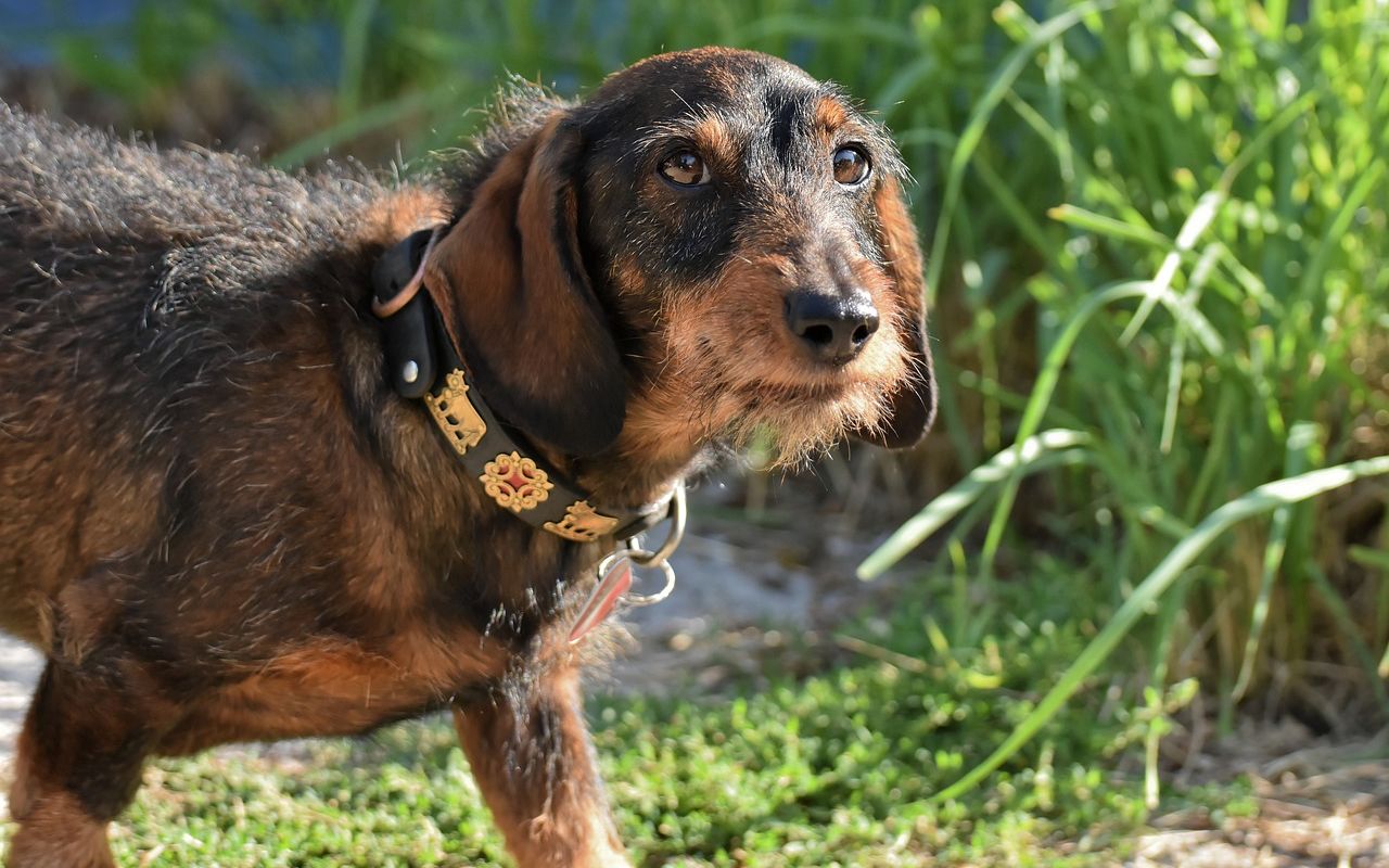 bassotto che si muove in un terreno di caccia