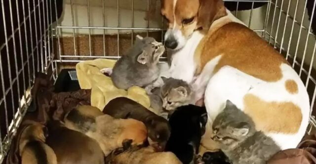 mamma beagle si prende cura di gattini