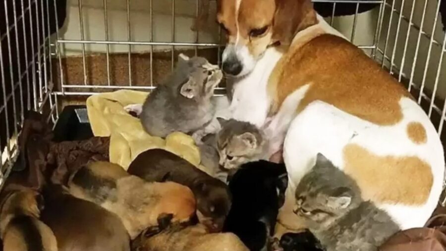 beagle allatta dei gattini