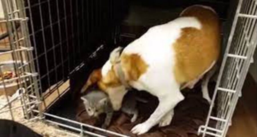 mamma beagle e gattini