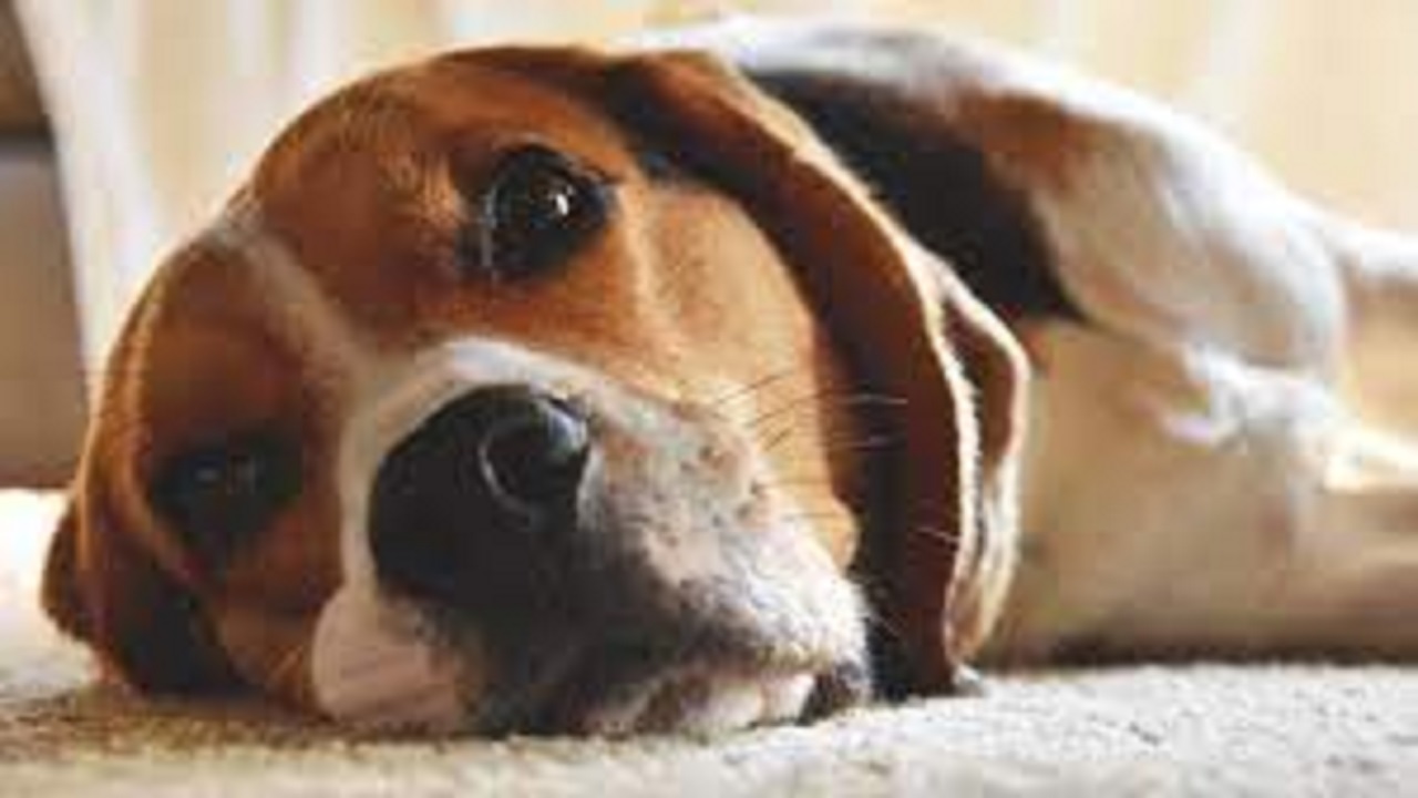 cane di razza Beagle