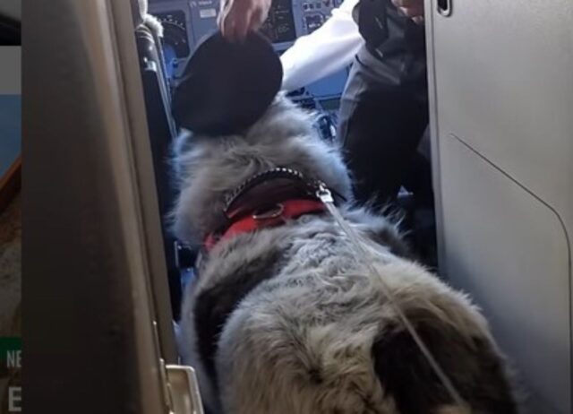 Il bellissimo cagnolone conquista i cuori dell’intero equipaggio di un aereo (VIDEO)