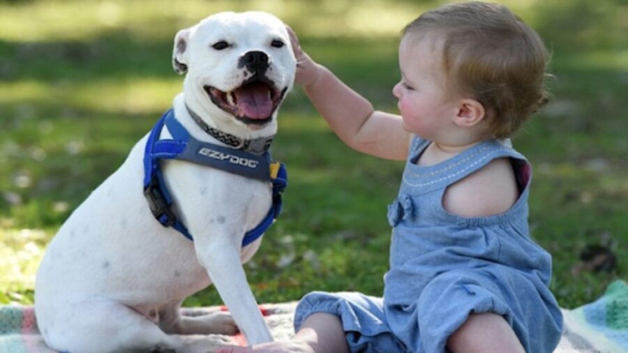 cane e bimba