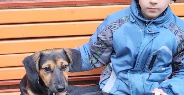 Bimbo ucraino di 8 anni salvato dal cane, dopo la morte dei genitori in un bombardamento