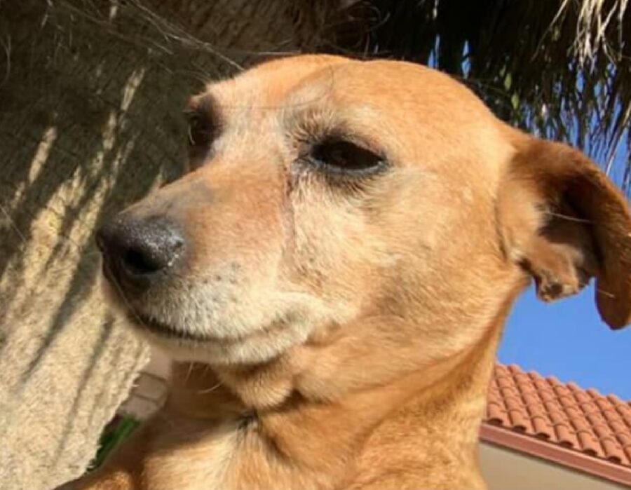 cagnolino anziano naso nero