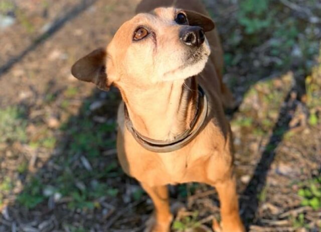 Bitonto, cagnolino meticcio di 13 anni viene smarrito, famiglia denuncia la scomparsa di Whisky