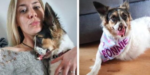 Questo cagnolino senza muso è stato finalmente adottato da una famiglia che lo ama così com’è