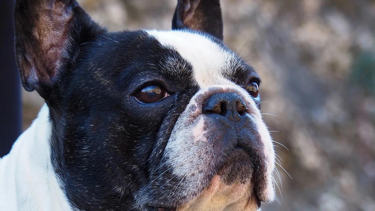 cane di razza bulldog americano