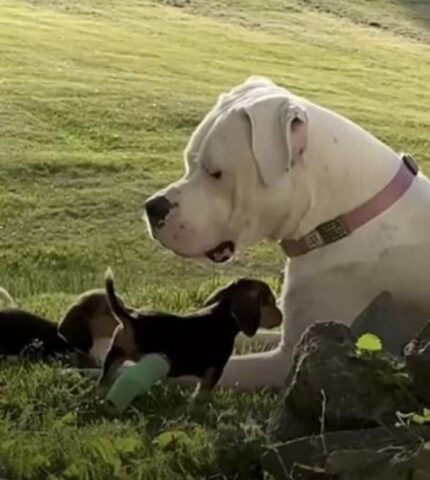 Jasmyne: il cane tata sorveglia 7 cucciolotti dolcissimi (VIDEO)
