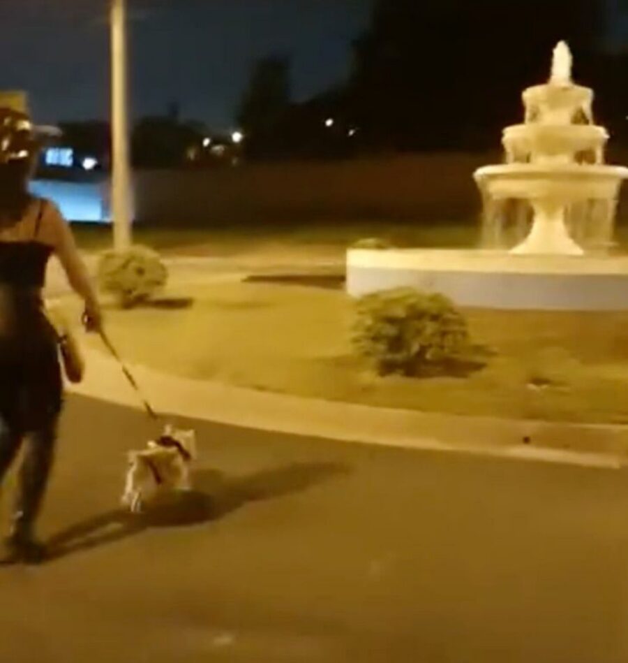 cagnolina dentro l'acqua