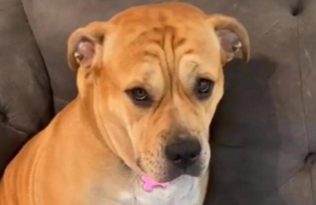 Cagnolina dal cuore spezzato: la storia di Tinker