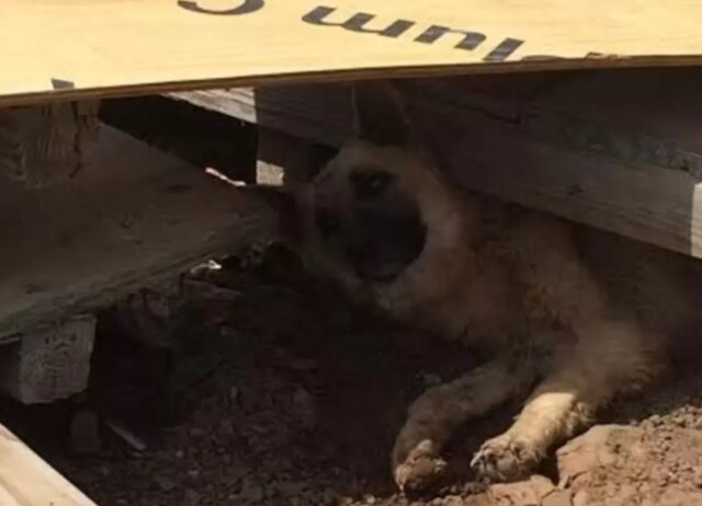 Una cagnolina esausta ha fatto davvero l’impossibile pur di partorire e mettere al sicuro i suoi cuccioli (VIDEO)