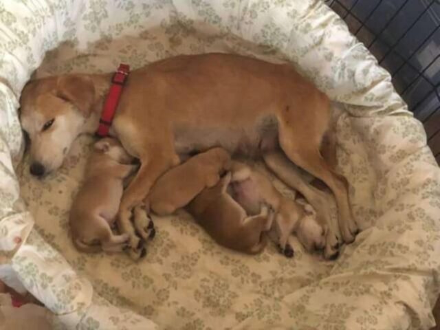 La cagnolina randagia si fa capire dai soccorritori e li guida fino al suo bene più grande