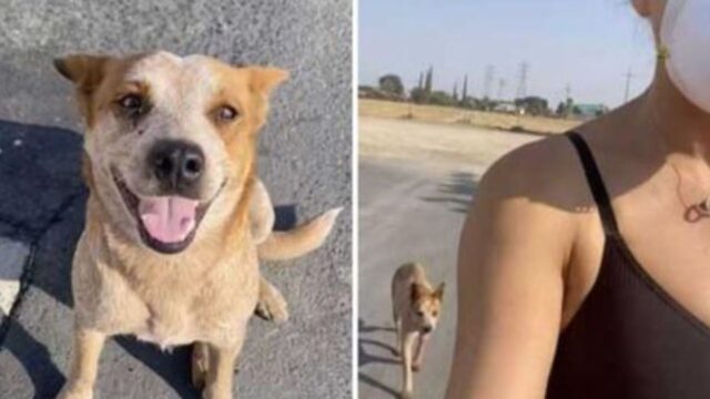 Un cane abbandonato dal benzinaio decide di seguire una donna e cambia la sua vita