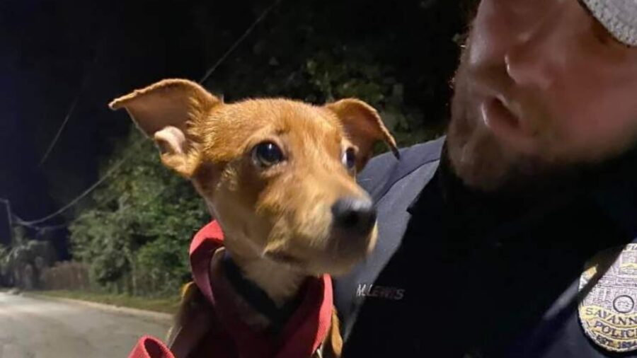 storia di un cagnolino