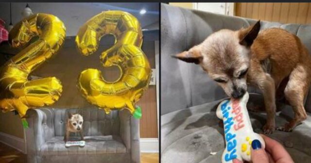 I volontari hanno sorpreso il Chihuahua più anziano del rifugio con una festa per il suo 23esimo compleanno