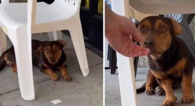 un cane sotto una sedia