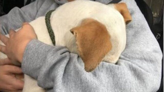 Il cagnolino non crede di essere stato adottato e si aggrappa alla donna che lo sta portando a casa con sé