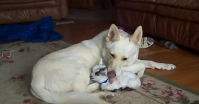 Il cane adorabile e premuroso adotta la capretta e la tratta come se fosse sua figlia