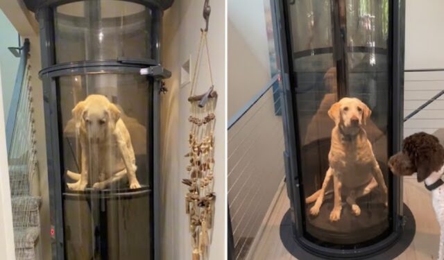 cane anziano usa l'ascensore