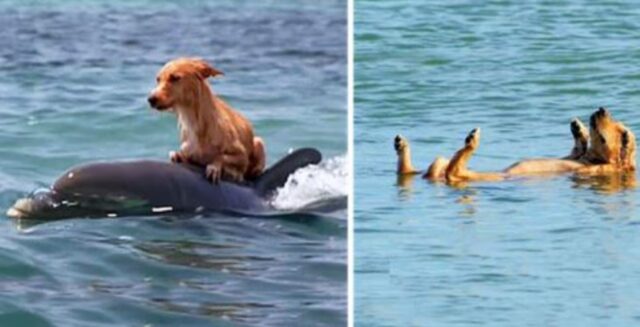 Un cucciolo di cane stava quasi annegando, ma a salvarlo sono arrivati i suoi amici delfini