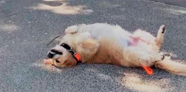 un cane sdraiato in strada