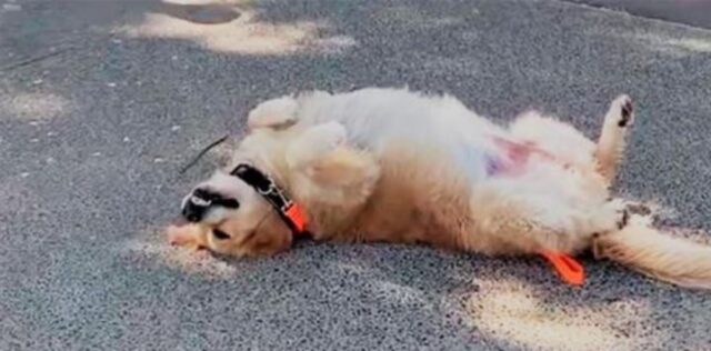 Il cagnolino adora uscire e passeggiare e fa davvero di tutto pur di non tornare a casa (VIDEO)