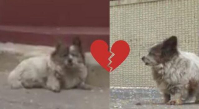 Il cane abbandonato dai suoi padroni non si arrende: li aspetta fuori dalla loro casa da ormai 10 anni