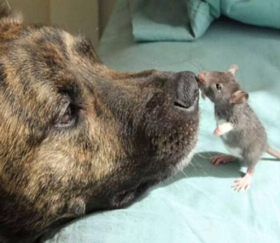 cane trova un amico topolino