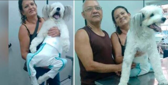 Il veterinario è rimasto stupefatto quando ha scoperto che questo cane paraplegico era completamente guarito