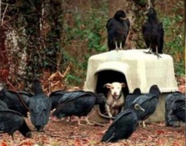 I soccorritori trovano uno sciame di avvoltoi che si riuniscono e girano su un cane malato e morente