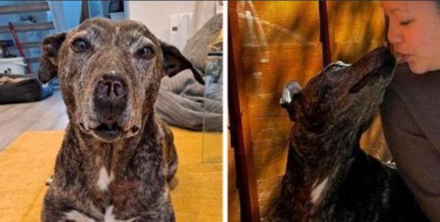 Il cane brutto e solo che nessuno voleva trova finalmente casa, dopo cinque anni di attesa