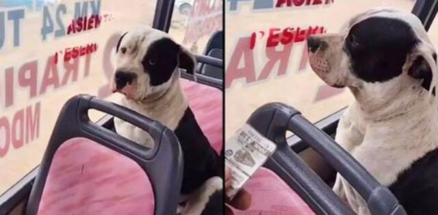 Il cane sale sull’autobus come un passeggero qualsiasi e finge di non notare quando gli chiedono il biglietto