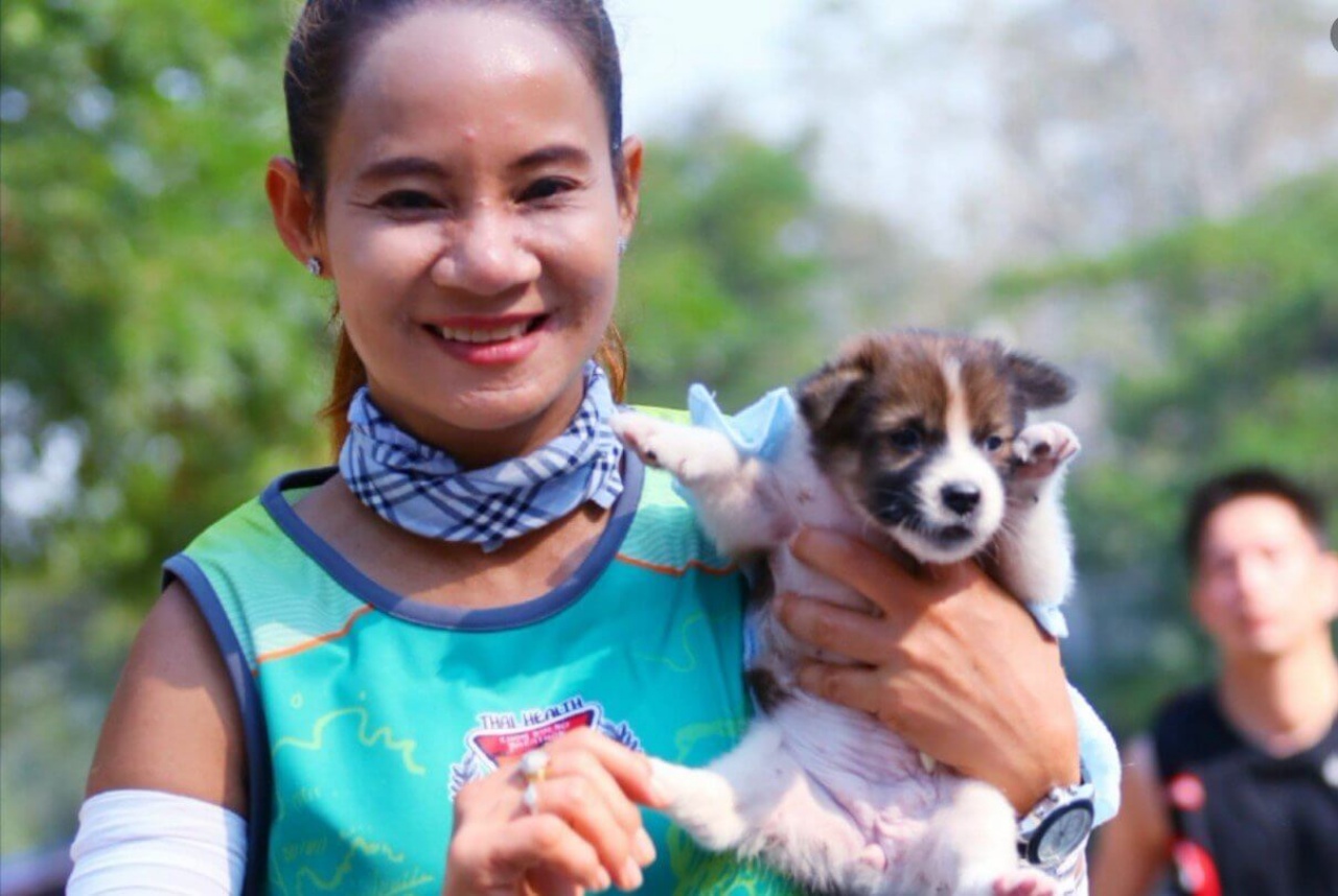 Хмонги собака цена