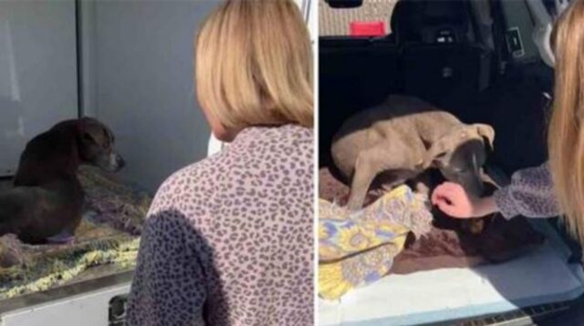 Riprendono la reunion di un cane con la sua mamma dopo ben dodici anni senza vedersi