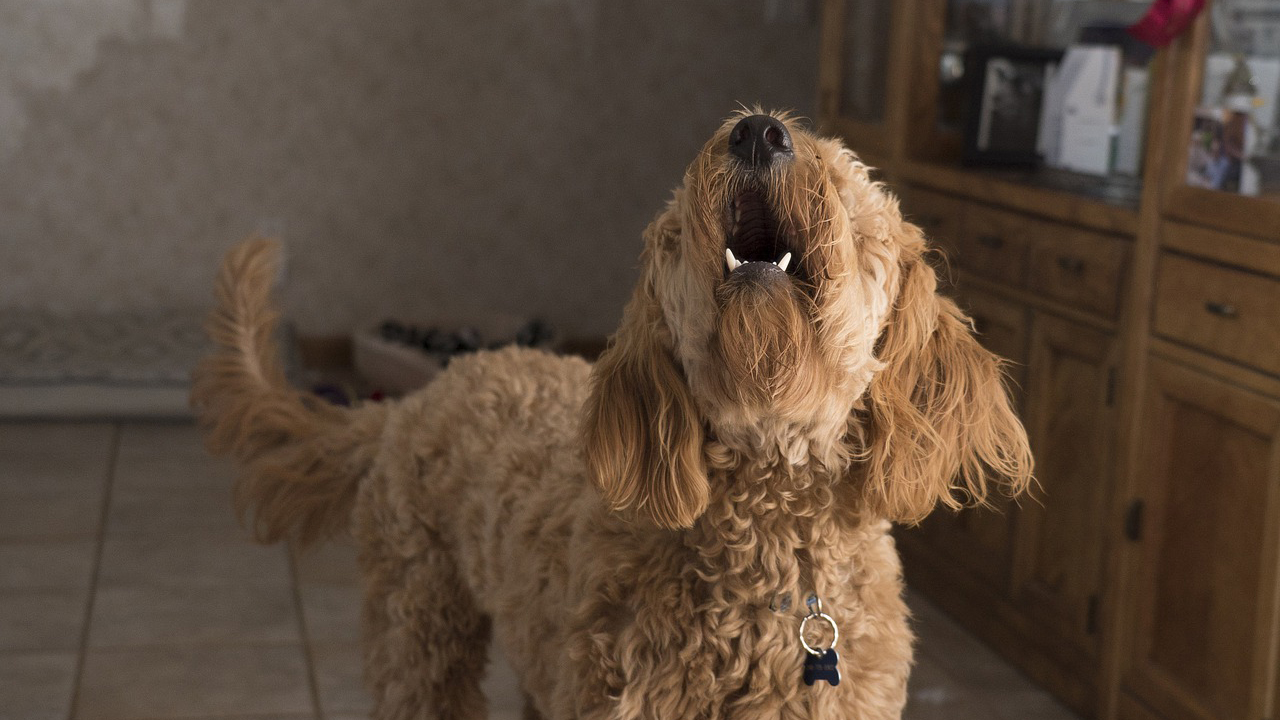 cane che abbaia in casa