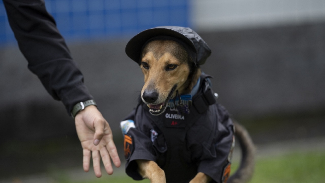 Oliveira il cane poliziotto