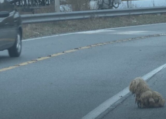 Cane abbandonato e trascurato guarda incessantemente le auto per 2 anni nella speranza che il suo padrone torni