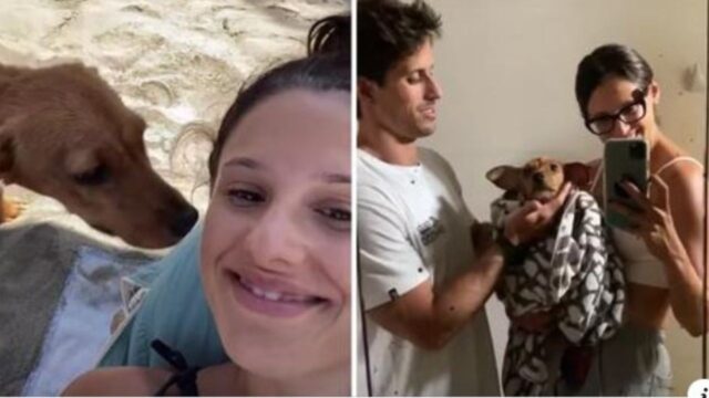 La cagnolina randagia si avvicina per caso a una influencer e alla fine viene adottata