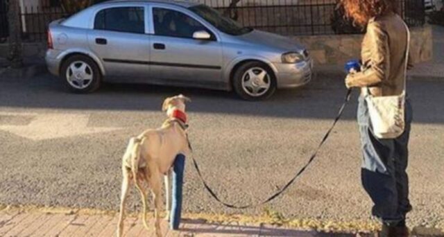 Questo povero cane ha camminato per miglia e miglia rompendosi una zampa per trovare i suoi amati cuccioli