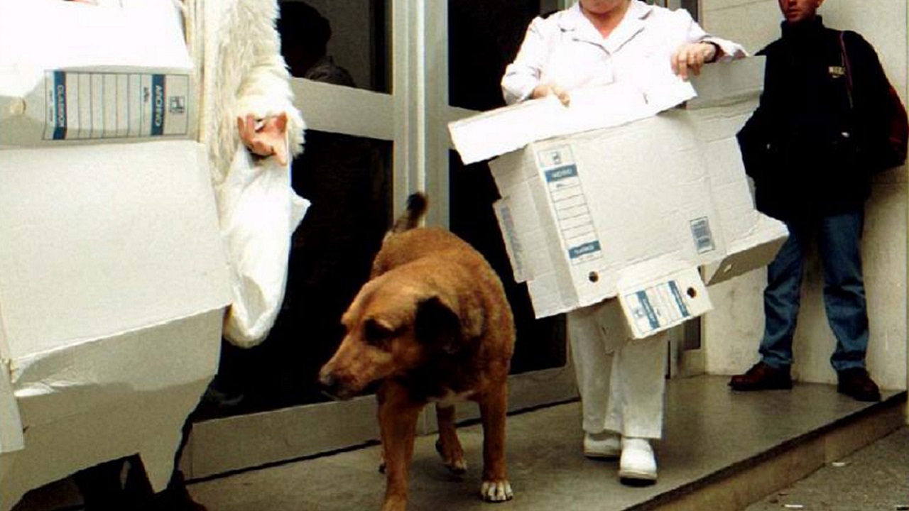 Canelo il cane di Cadice