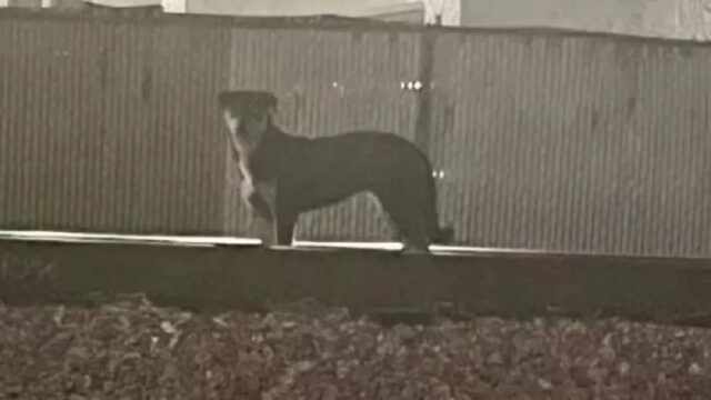 Cane aspetta sui binari del treno