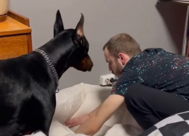 Il cane burlone decide quale deve essere il suo letto ma il suo padrone non è molto d’accordo (VIDEO)